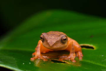 Cute Masked tree frog on green leaves with isolated on black - Rhacophorus angulirostris