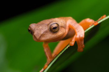 Cute Masked tree frog on green leaves with isolated on black - Rhacophorus angulirostris