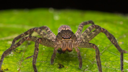 Spider of Borneo / Wandering Spider