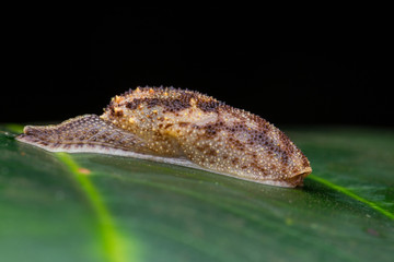 Beautiful Green Snail of Borneo