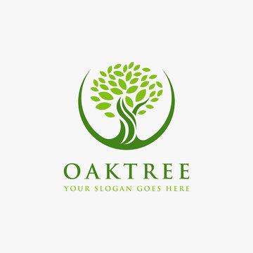 Minimalist elegant oak tree logo / old tree logo / tree of life logo icon vector template on white background