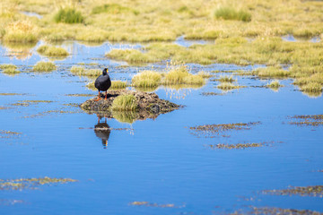 A cute water bird Red Gartered Coot swimming in the waters of Atacama Desert Altiplano lagoons and swamps with its amazing blue sky and clouds reflections in water. An awe idyllic wildlife environment