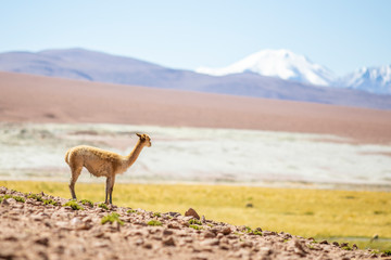 Naklejka premium A lonely Vicuna Andes mountains mammal looking at views on an amazing scenery at Atacama Desert Altiplano above 4,000masl. Awe high altitude meadows on idyllic landscape surrounded by Andes mountains