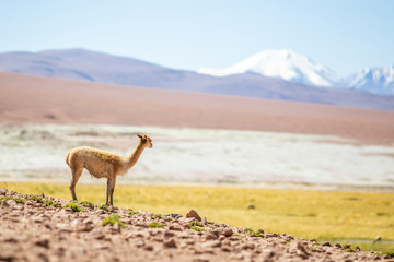A lonely Vicuna Andes mountains mammal looking at views on an amazing scenery at Atacama Desert Altiplano above 4,000masl. Awe high altitude meadows on idyllic landscape surrounded by Andes mountains