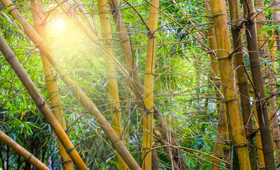 The summer sunny day in the forest, rain drops on a sunrays