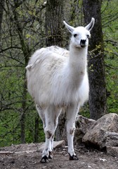 llama in the zoo
