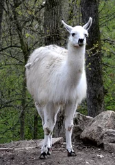 Fotobehang llama in the zoo © sebi_2569