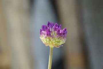 Obraz premium SONY DSC