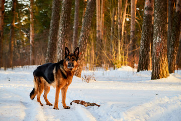 Fototapeta na wymiar Dog German Shepherd in a forest in a winter