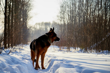 Dog German Shepherd in a forest in a winter