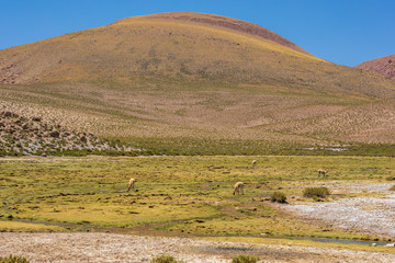 Fototapeta premium Vicuna mammal grazing pasture over Andes mountains Altiplano meadows. The silhouette of the Vicuna is backlight illuminated by the sun rays. A moody atmosphere during sunset time at Atacama Desert