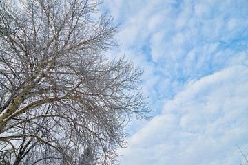 Obraz na płótnie Canvas Naked branches of a tree against sky with white clouds