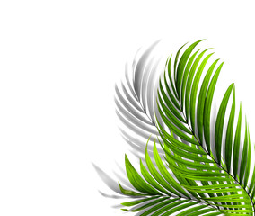green leaf of palm tree with shadow on white background
