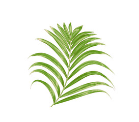 Green leaf of palm tree isolated on white background