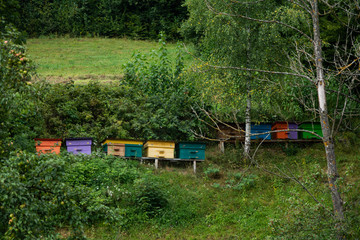 Multicolored wooden bee hives in the garden.