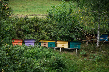 Multicolored wooden bee hives in the garden.