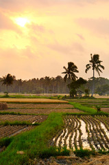 Fields of Bali