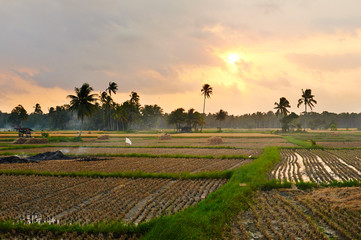 Sunset on the Rice Fields 
