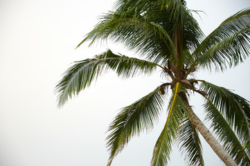 Fototapeta na wymiar Palm Leaves 