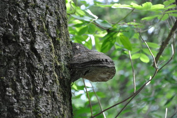 Obraz premium Fungi Shelf on a Fir Tree