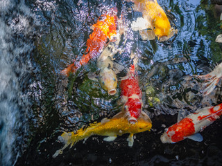 Japanese fish golden carps and koi fishes in the pond