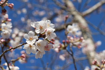 桜