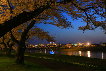 Fototapeta premium 春の展勝地