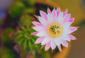 Flor de Cactus