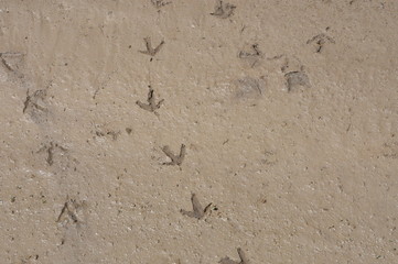 Bird Tracks in Mud