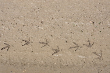 Bird Tracks in Mud H