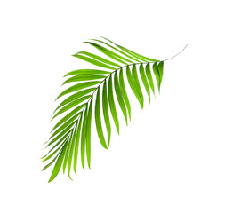 Green leaf of palm tree on white background