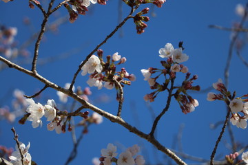 桜