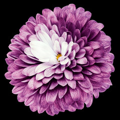 purple flower  chrysanthemum on the black isolated background with clipping path  no shadows. Closeup.  Nature.