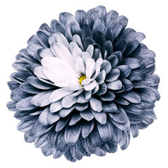 blue flower  chrysanthemum on a white isolated background with clipping path  no shadows. Closeup.  Nature.