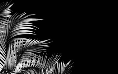 palm leaf tree on black background