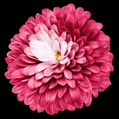 pink flower  chrysanthemum on the black isolated background with clipping path  no shadows. Closeup.  Nature.