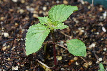 青紫蘇の新芽