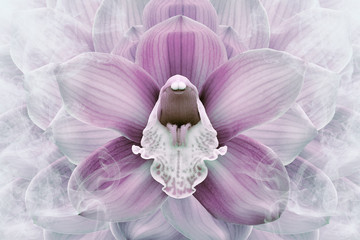 Floral halftone light pink and white background. Flower and petals of a pink orchid close up. Nature.