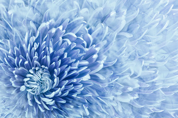 Floral halftone blue background. Flower and petals of blue aster close up. Nature.