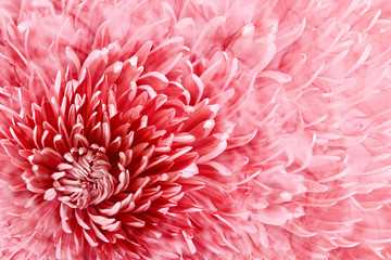 Floral halftone  red background. Flower and petals of red aster close up. Nature.