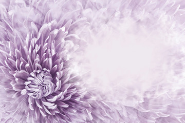 Floral halftone light purple background. Flower and petals of purple aster close up. Place for text. Nature.