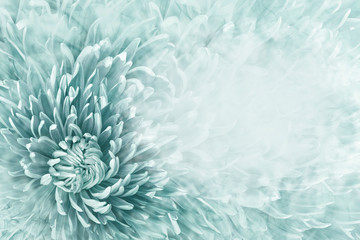 Fototapeta na wymiar Floral halftone light turquoise background. Flower and petals of turquoise aster close up. Place for text. Nature.