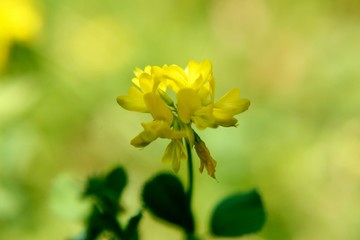 Yellow Fenugreek flower