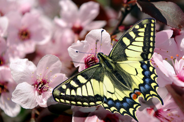 beautiful butterfly machaon on a branch of cherry blossoms. Beautiful pink cherry blossoms with...