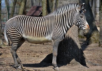 a zebra near a tree