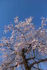 桜
