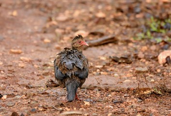 Drenched Red spurfowl walking across pathway of bandipur