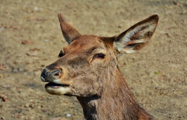 a deer head