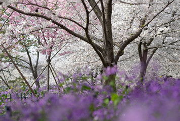 Many type of flower full blooming at the east lake park.