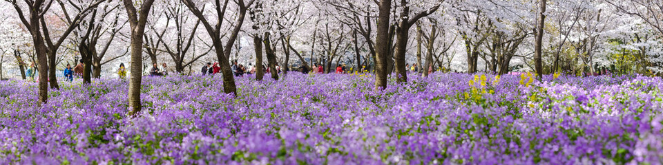 Obraz premium Many people traveling at the cherry blossom in the east lake.
